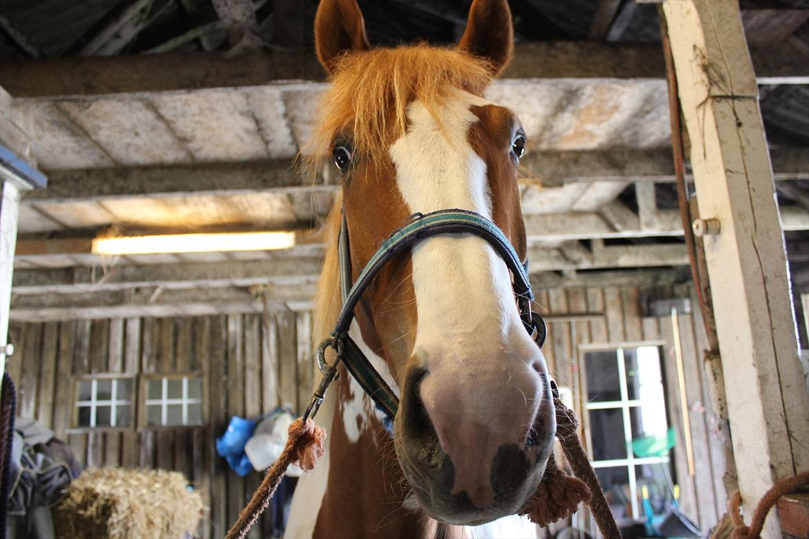 Anden særlig race Olivar - Solgt - Har du noget mad?  billede 10