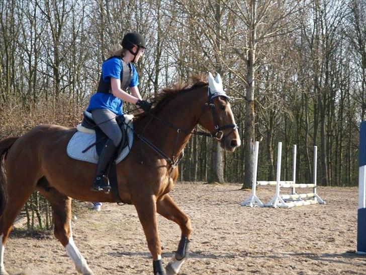 Hollandsk Varmblod Chanel - Spring træning :) 2011 billede 14