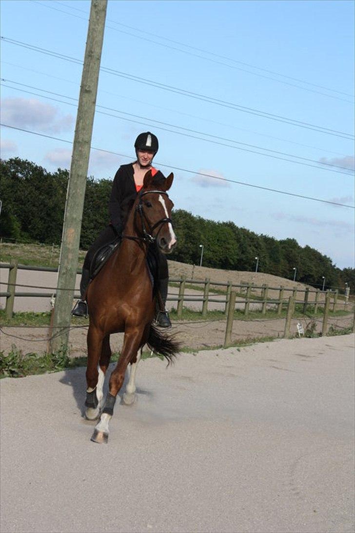 Hollandsk Varmblod Chanel - Der er noget spænende!! sesese :D
2011 billede 15