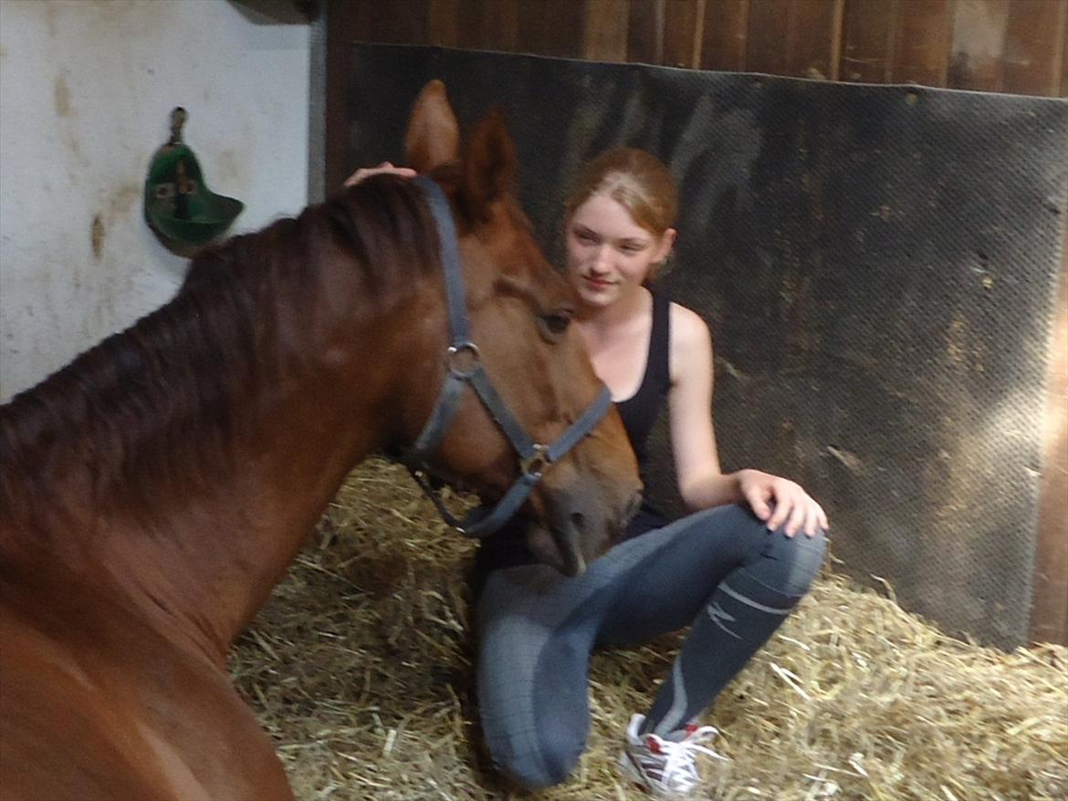 Hollandsk Varmblod Chanel - En af de sidste dage med Chanel. :`( 
En tåre på min kind. Savner dig! :( billede 16