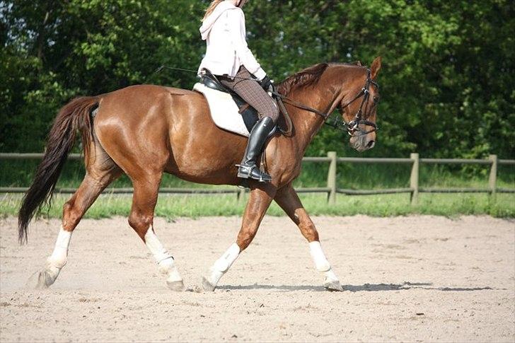 Hollandsk Varmblod Chanel - Lyserød dag trav :) 23 maj 2011. Foto Mathilde. billede 18