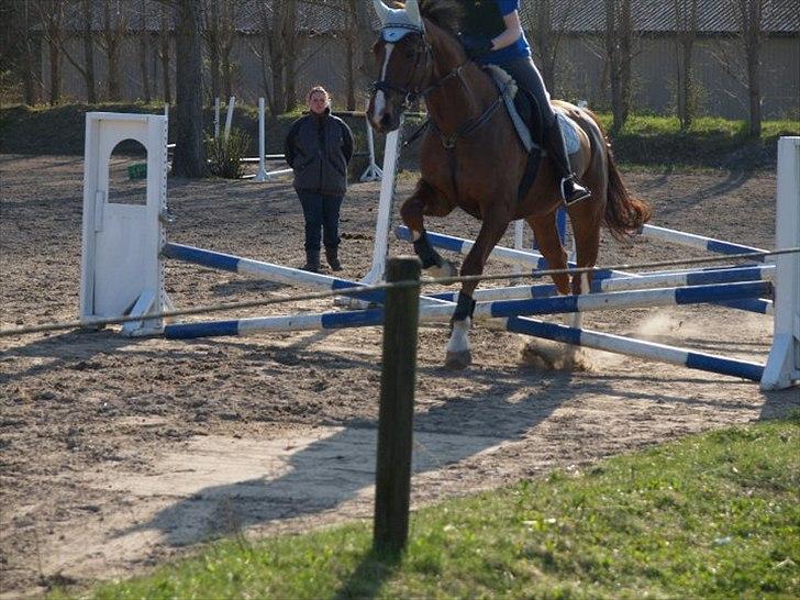 Hollandsk Varmblod Chanel - små tempospring :) 2011 billede 19