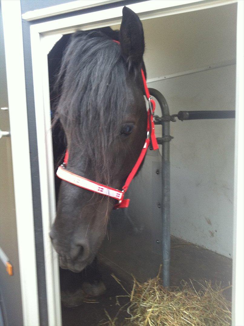 Frieser Zafir * Den bedste*<3 - Den 9 apil 2012, den dag han blev min. <3 billede 5