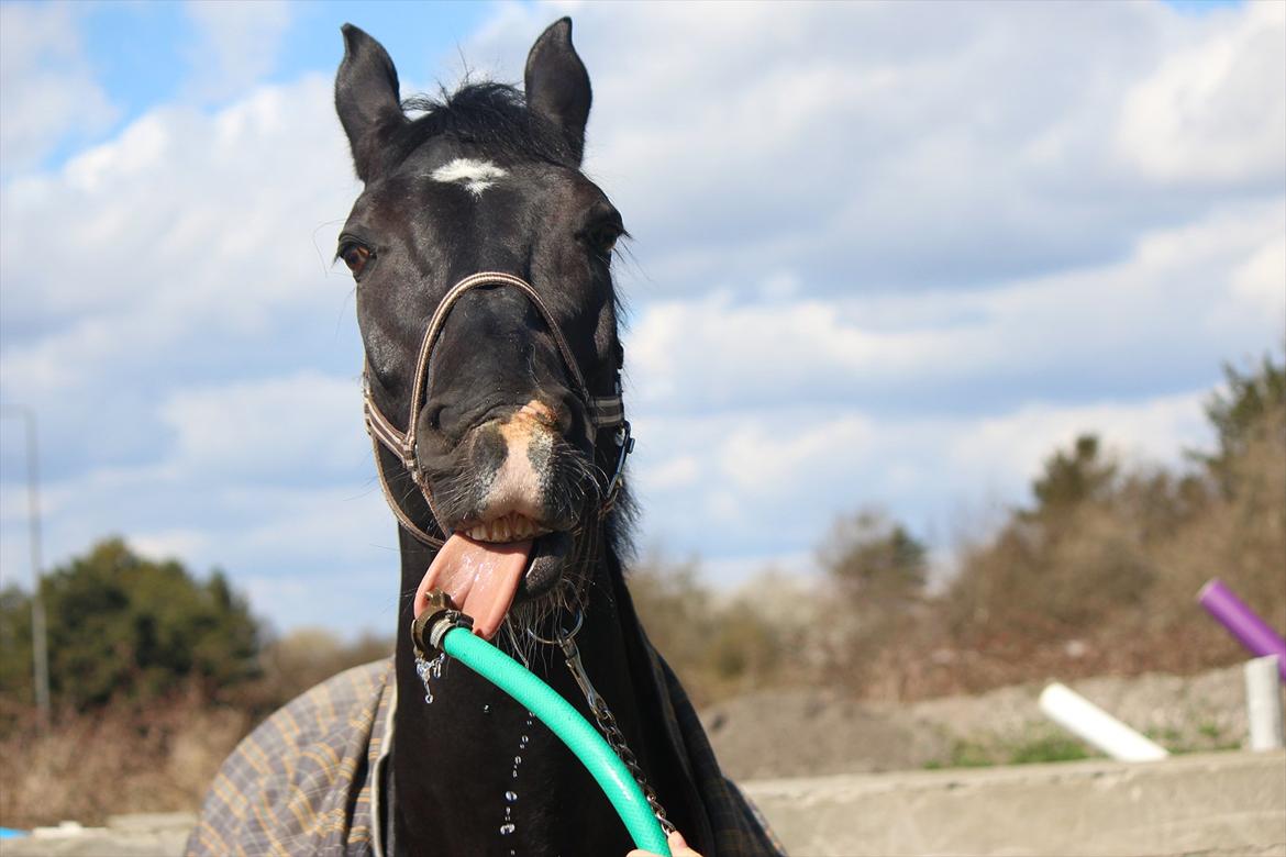 Oldenborg Felix - Felix glemte lige at han var bange for vandslangen xD<3 billede 13