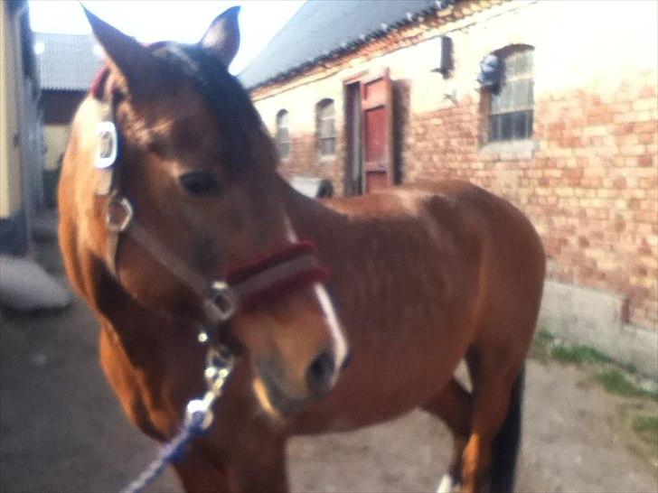 Hollandsk Sportspony Phebie billede 1