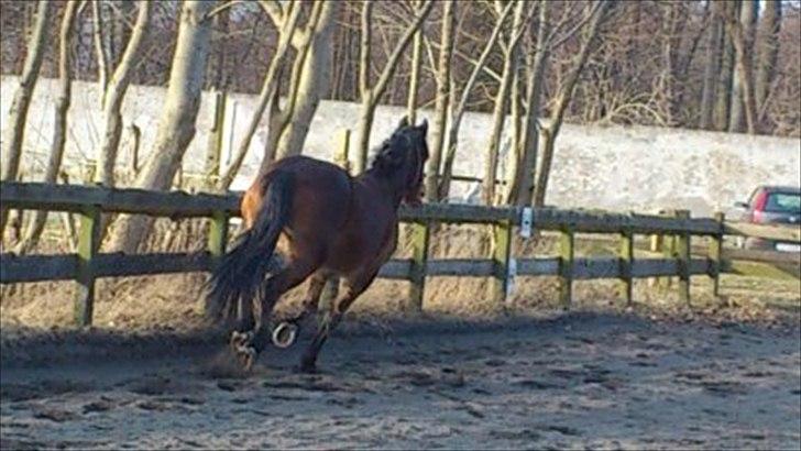 Welsh Cob (sec D) Låddenhøjs Donnovan - Farvel! :D billede 20