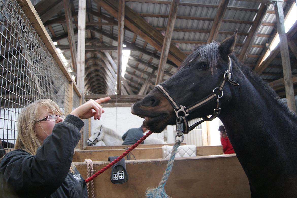 DSP Snorgaardens Mistrael [Rider ikke mere] - Foto: Ida, Foråret 2012 billede 4