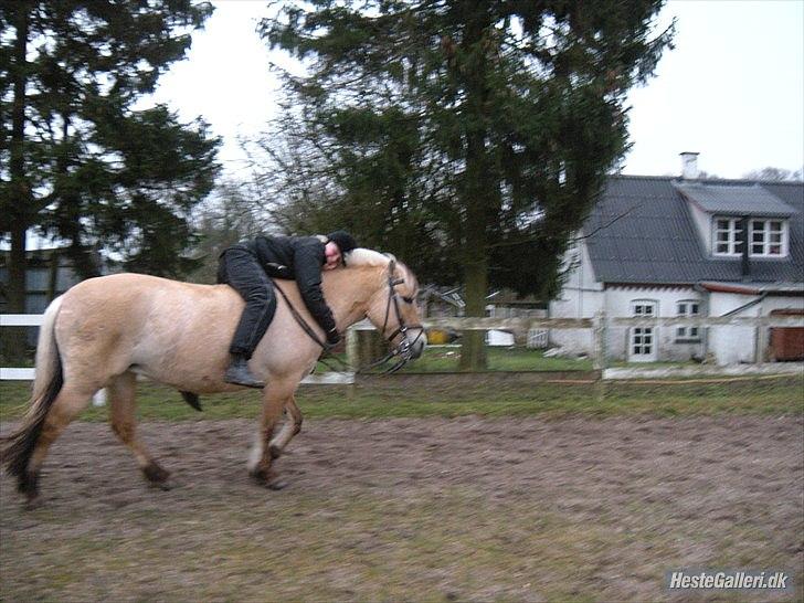 Fjordhest Dina  billede 16