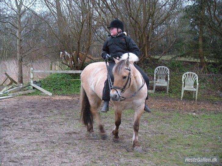 Fjordhest Dina  billede 17