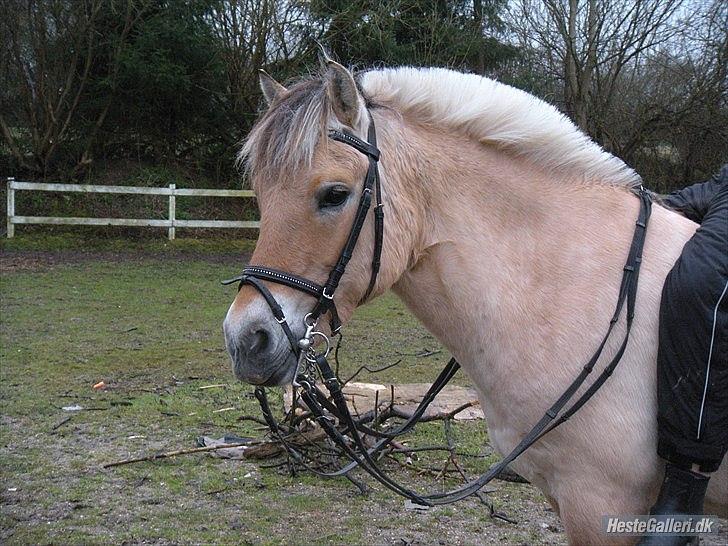 Fjordhest Dina  billede 18