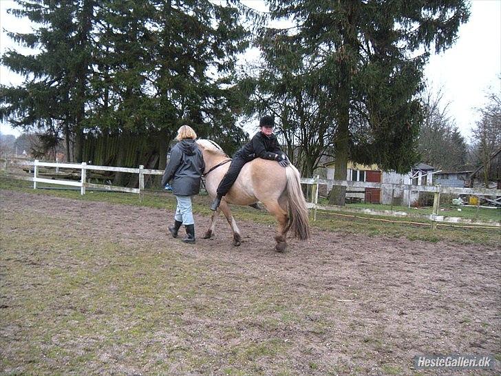 Fjordhest Dina  billede 19