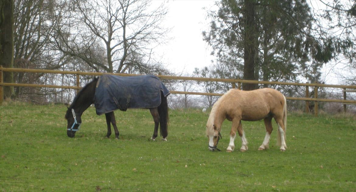 Welsh Mountain (sec A) Sjaik - Hygger med Figaro på folden. billede 20