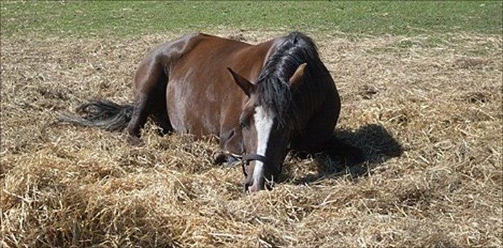 New Forest Houmarks Maj † R.i.P min prinsesse † - De bedste og smukkeste ting i verden kan hverken ses eller røres, de må opleves med hjertet<3 billede 1