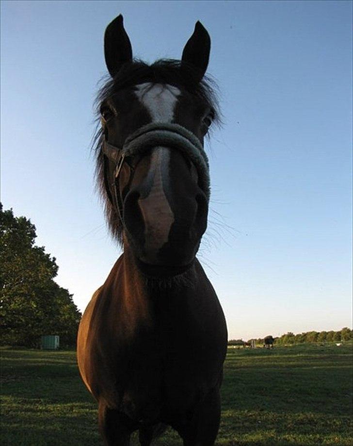 New Forest Houmarks Maj † R.i.P min prinsesse † - Skønhed er når, der intet er at fjerne, ændre, eller tilføje<3 billede 4