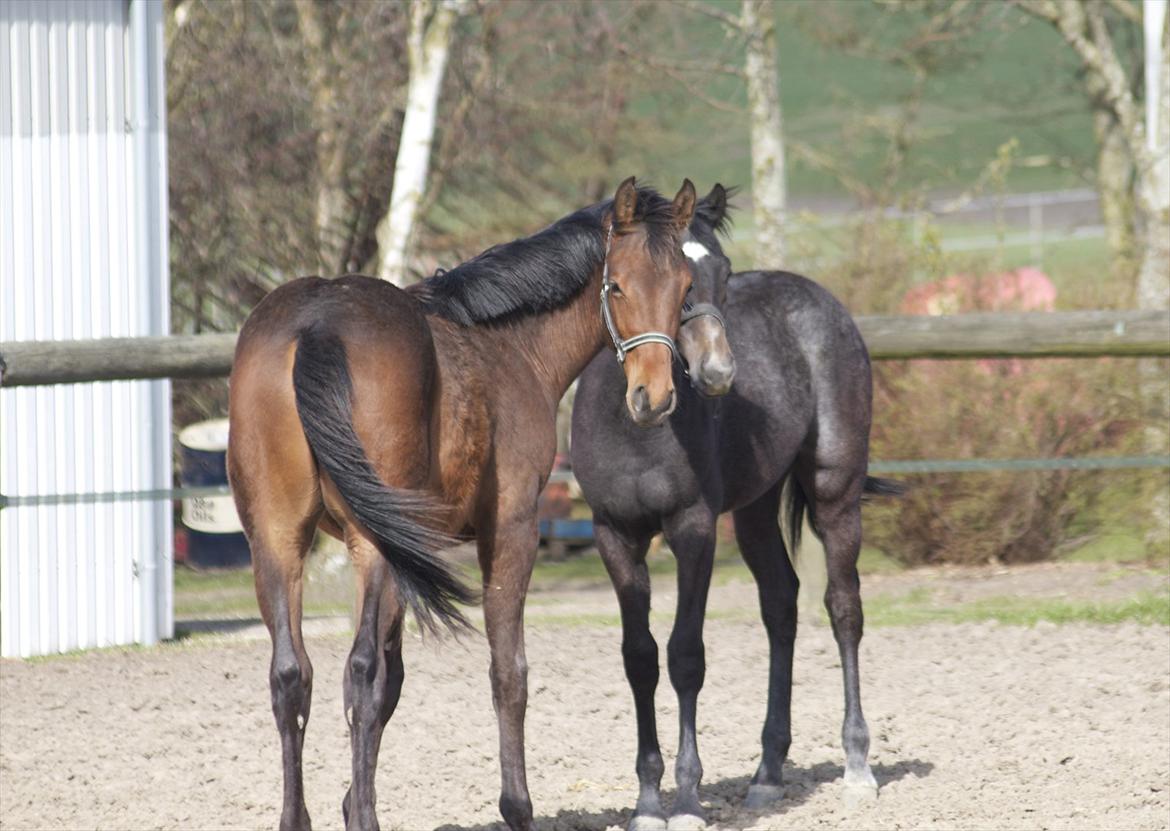 Dansk Varmblod Ringsgaards geni - Geni 15 april 2012 billede 20