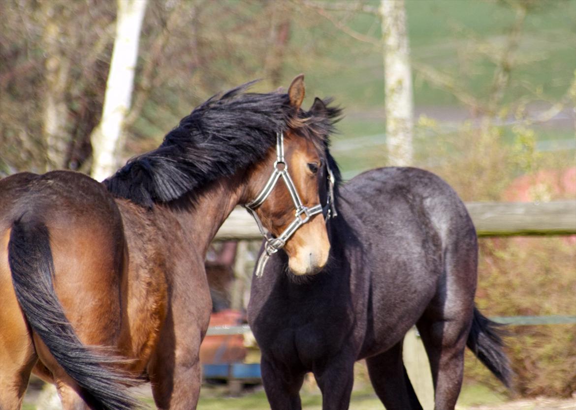 Dansk Varmblod Ringsgaards geni - Geni d. 15 april 2012 billede 22