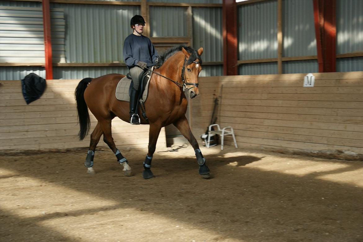 Dansk Varmblod Bernard<3 - Bernard & Mig til træning D. 16/4-12 billede 2