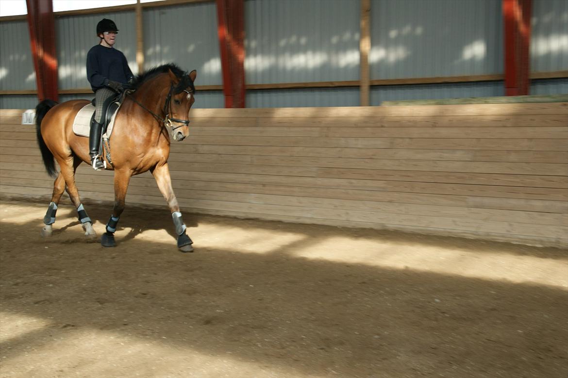 Dansk Varmblod Bernard<3 - Bernard & Mig til træning D. 16/4-12 billede 19