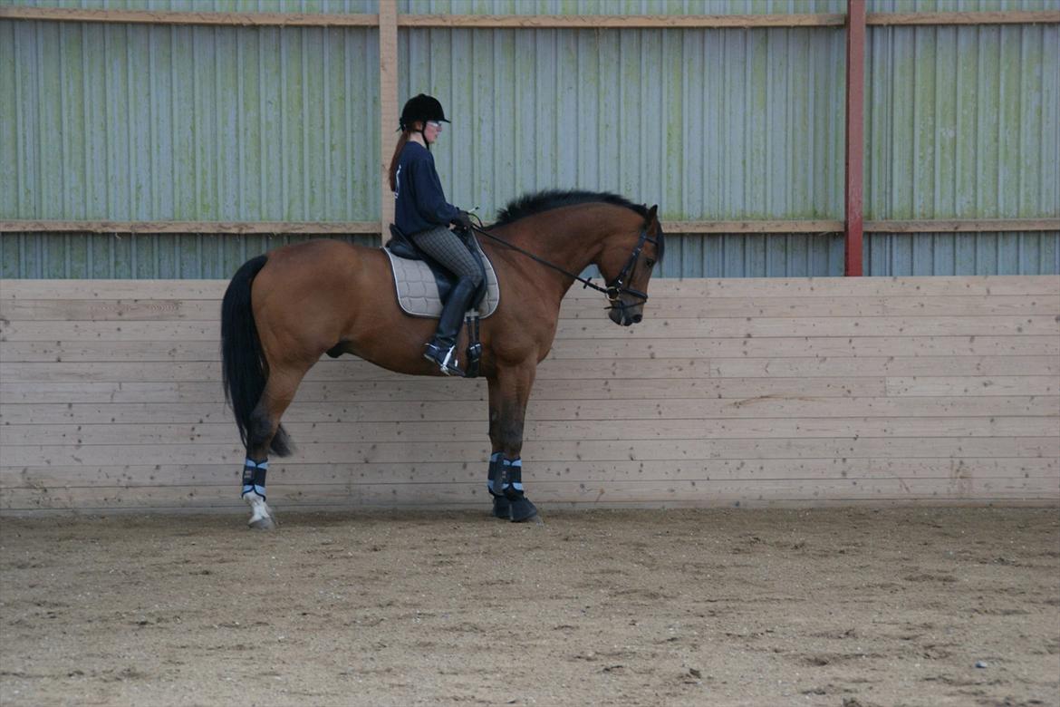 Dansk Varmblod Bernard<3 - Vores fine parade alle fire ben står lige jamen den er jo fin ;) :D D.16/4-12 billede 20