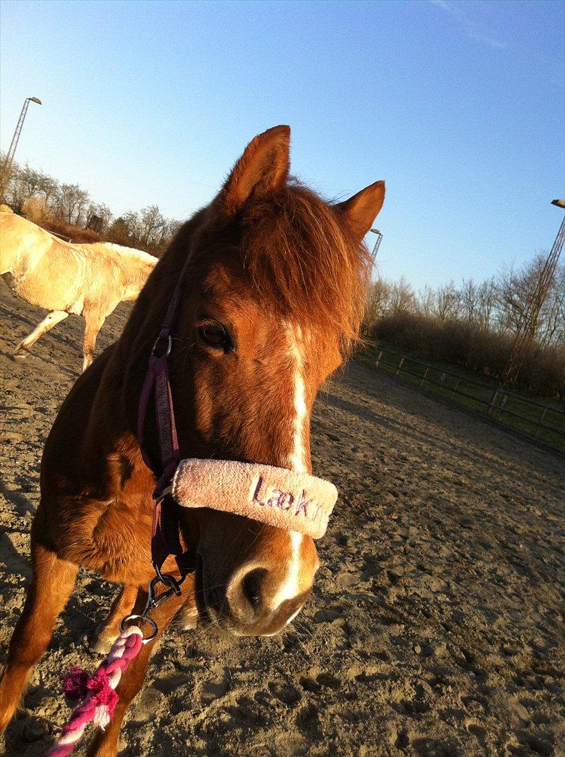 Anden særlig race Missy<3<3<3 - Velkommen til Missy's profil:-D billede 1