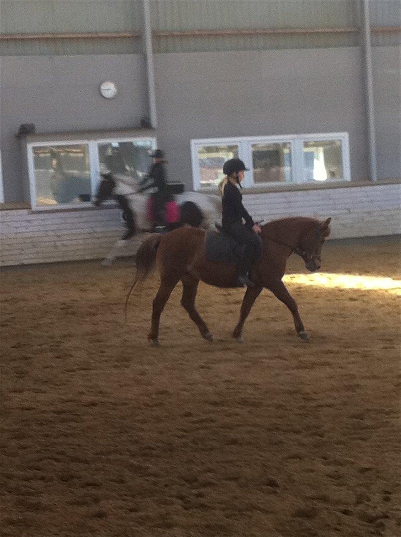 Anden særlig race Missy<3<3<3 - så dygtig er missy til og gå til biddet:-D billede 6