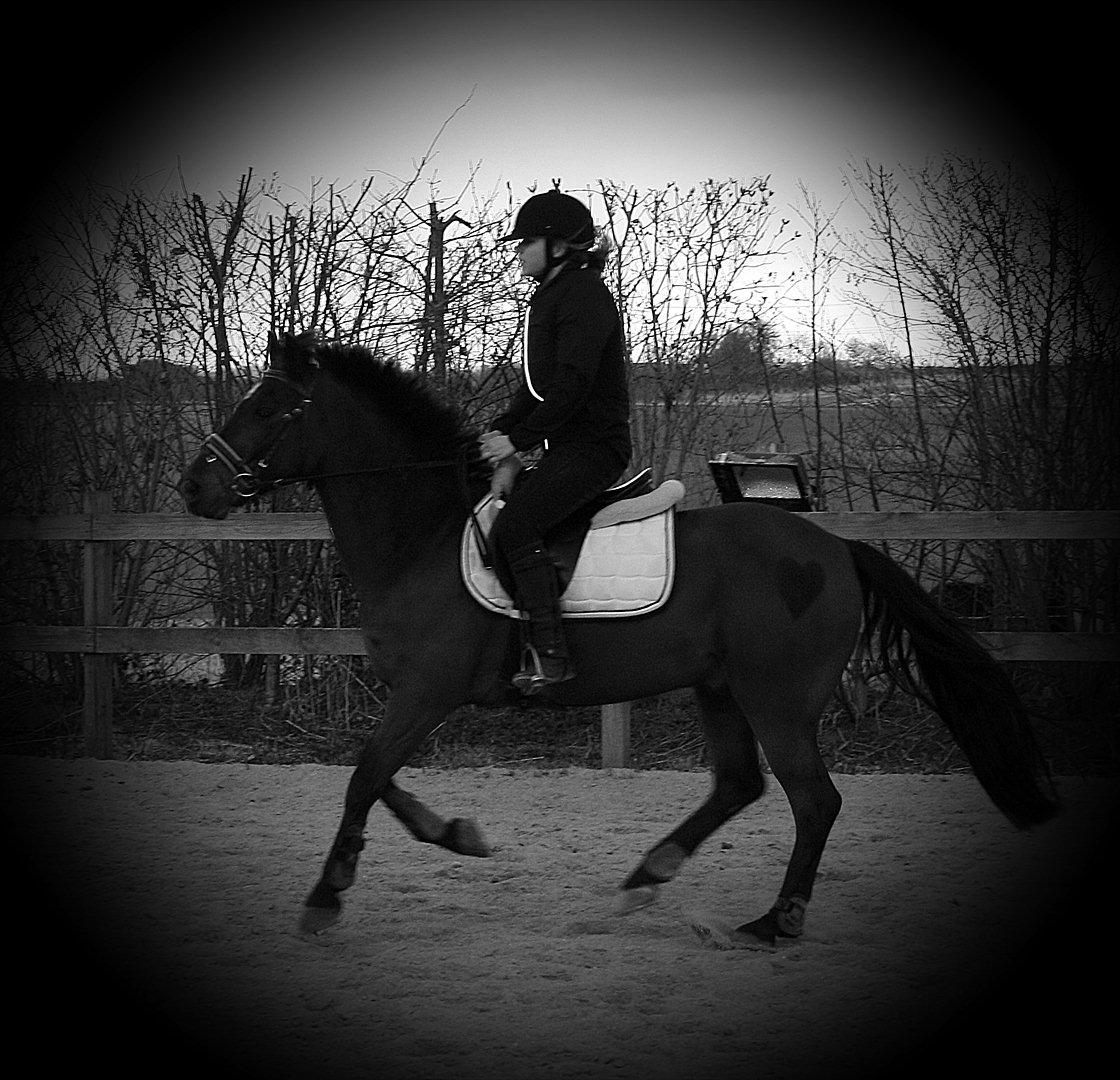 New Forest Navarana's Dion - Vi følger hinanden, og er ved at kende hinanden....! billede 15