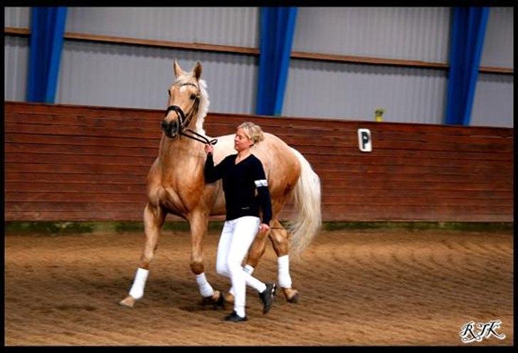 Palomino Kærgaardens Ripasso - Hingste dag. Snart 4 billede 4