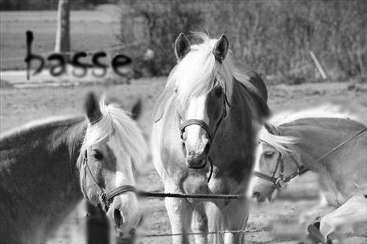 Haflinger bastian [tidl. part] :'( - velkommen til basses profil :D<3 billede 2