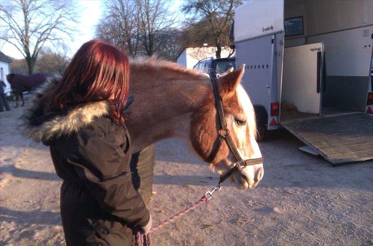 Haflinger bastian [tidl. part] :'( billede 3