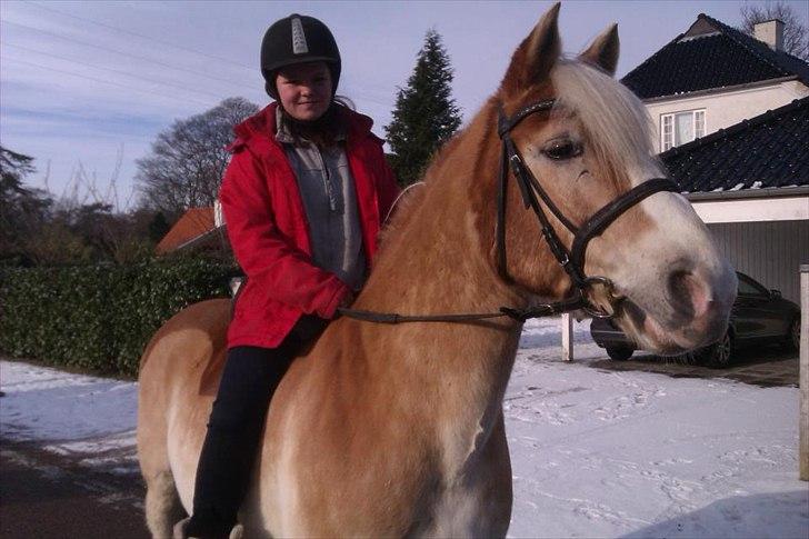 Haflinger bastian [tidl. part] :'( - vinter 2012! billede 4