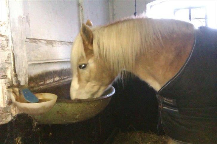 Haflinger bastian [tidl. part] :'( - efter en rigtig hyggedag! :D<3 undskyld billede kvaliteten :S billede 5