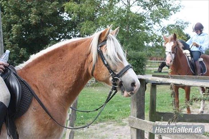 Haflinger bastian [tidl. part] :'( - smuk'sak:D<3 billede 7