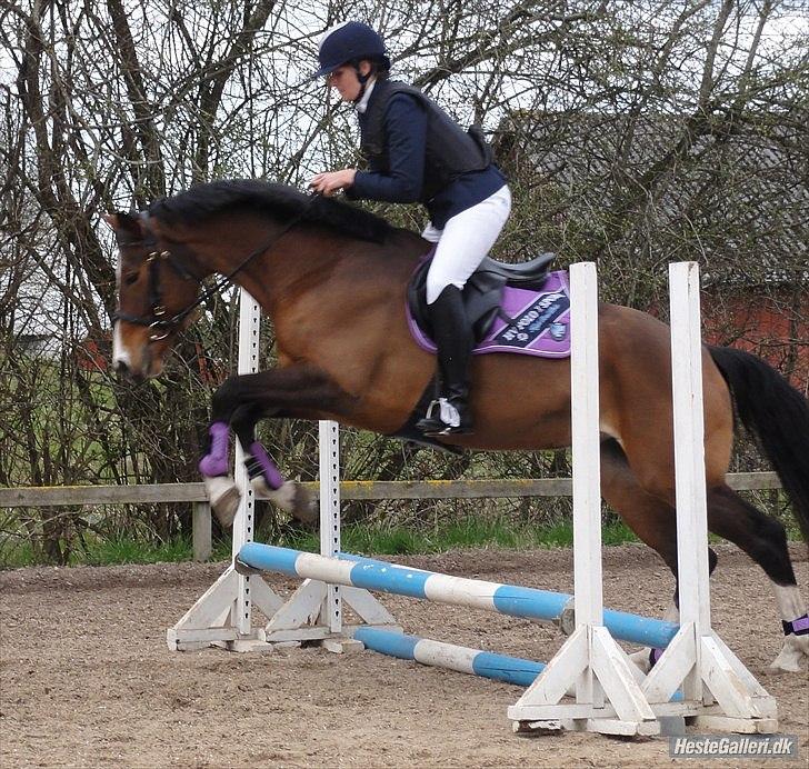 Pinto Egegaardens Kor'el billede 5