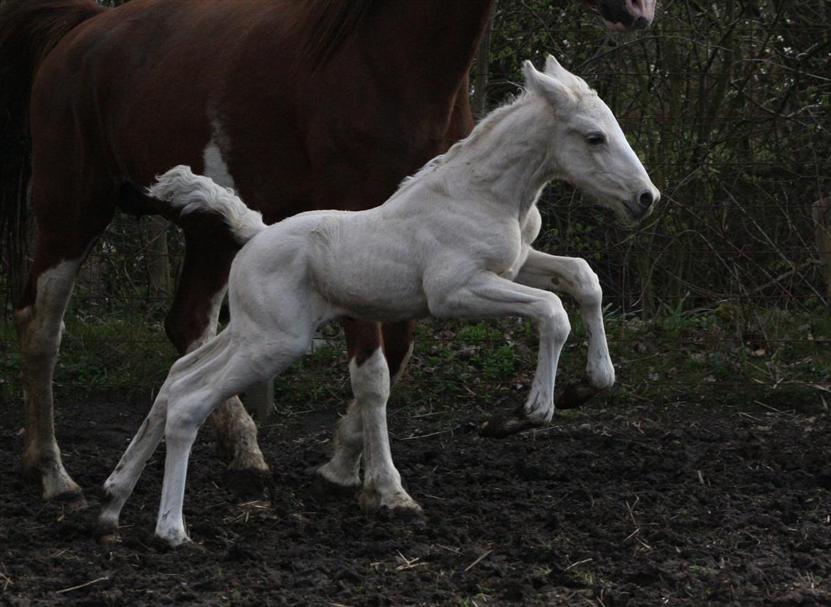 Palomino MiTho´s Diablo Blanco billede 7