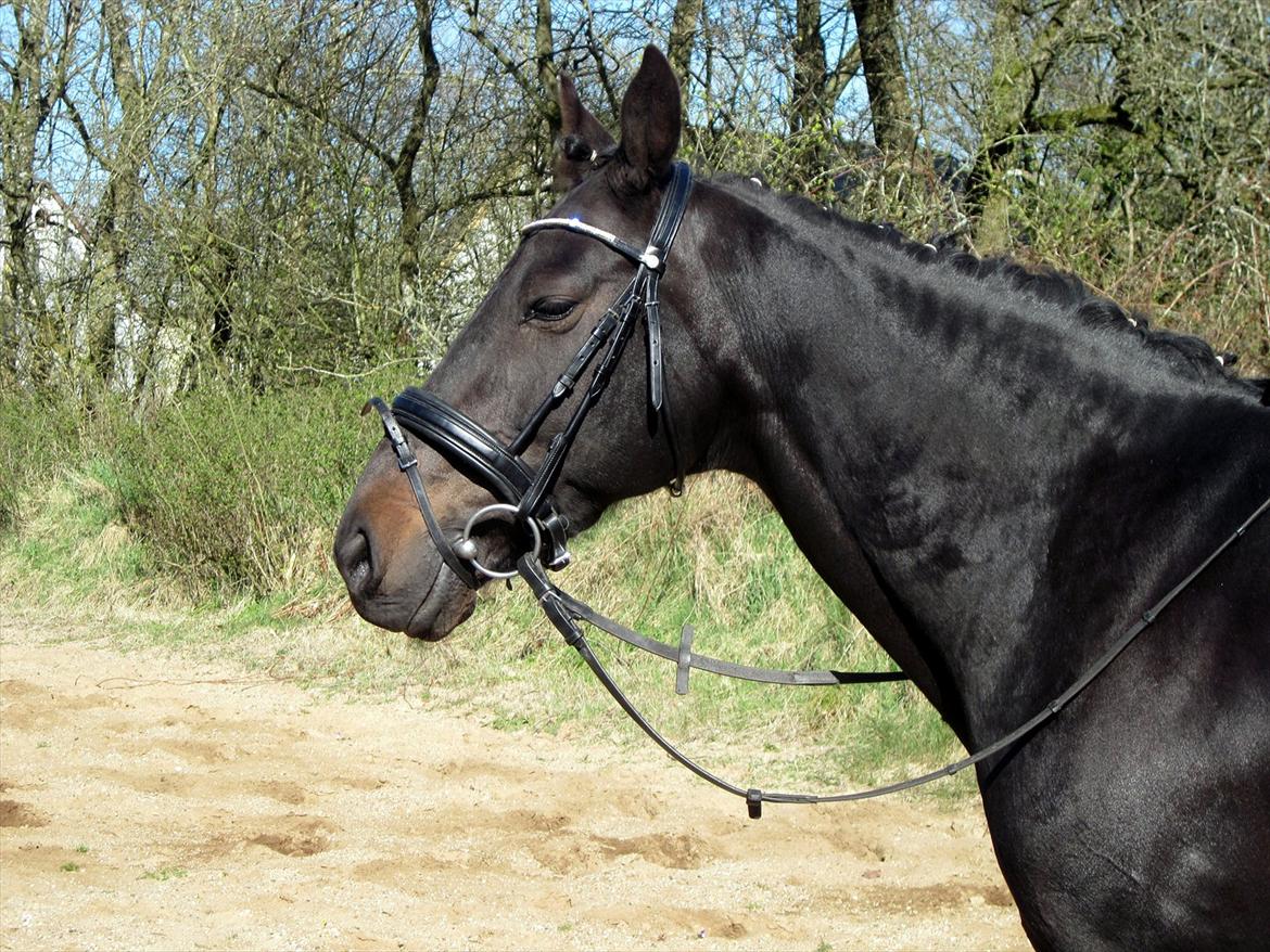 Traver Exposito Attack billede 1