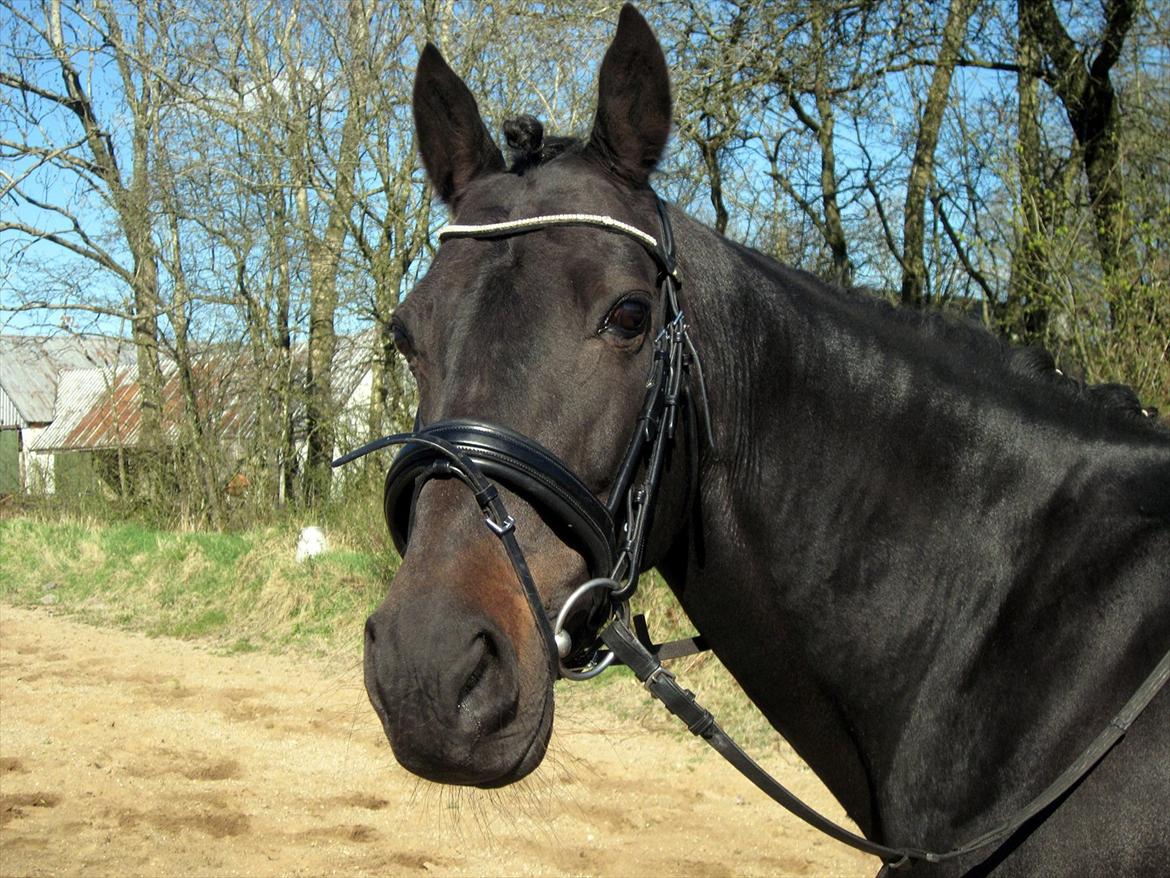 Traver Exposito Attack billede 10