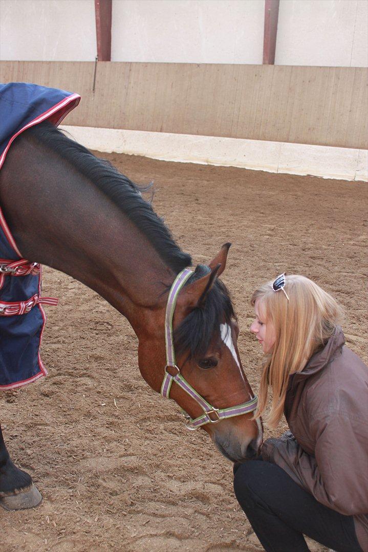 Welsh Cob (sec D) Lesto Dalton - I believe I can! But on with you!:) billede 19