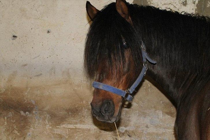 Anden særlig race Gavbogaard Lucas billede 5