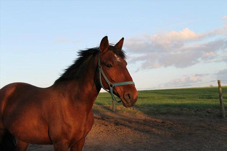 Anden særlig race Gavnbogaards Sofia billede 8