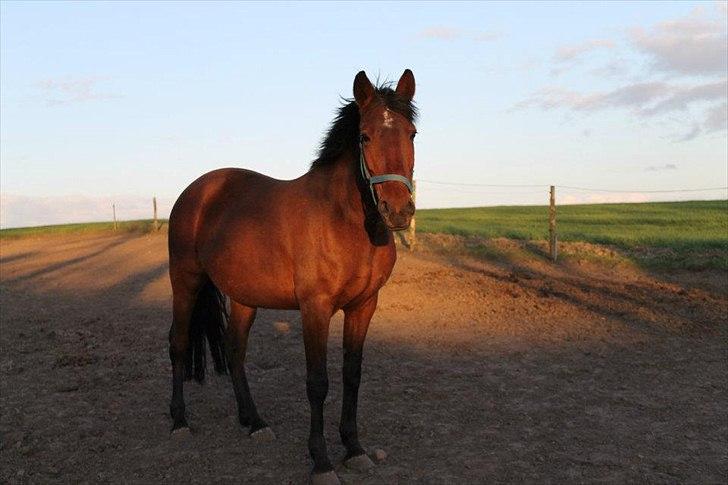 Anden særlig race Gavnbogaards Sofia billede 10