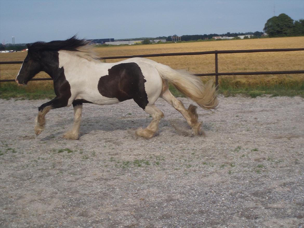 Irish Cob Robin Ó Reily   <<SOLGT>> billede 15
