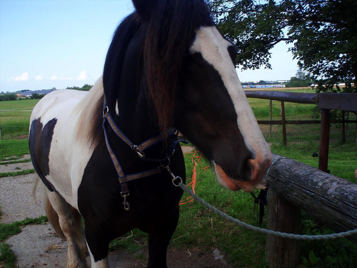 Irish Cob Robin Ó Reily   <<SOLGT>> billede 16