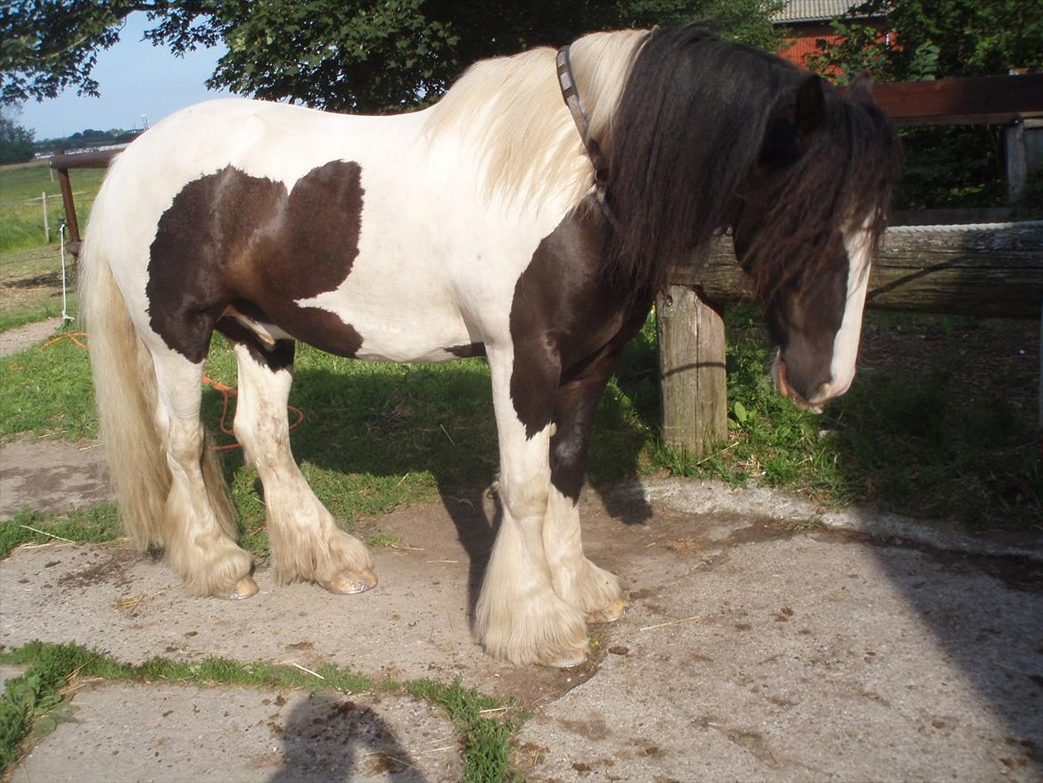 Irish Cob Robin Ó Reily   <<SOLGT>> billede 17