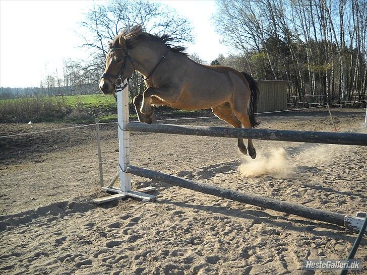 Gotlandsruss Julie :) billede 13