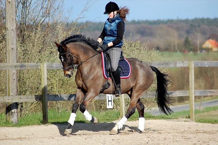 New Forest Elmholts Education A-pony (solgt) - Træning 160412 Foto Mathildekn.dk billede 5