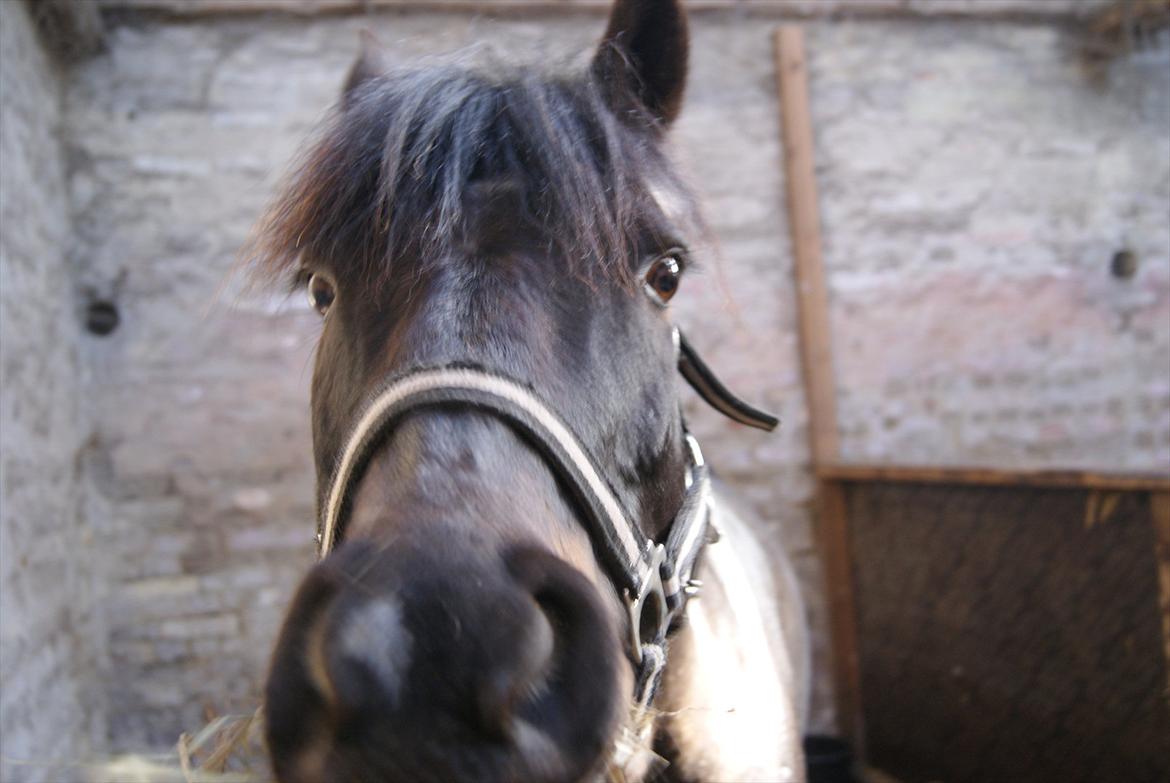 DSP Snorgaardens Mistrael [Rider ikke mere] - Foto: Ida Foråret 2012 billede 3
