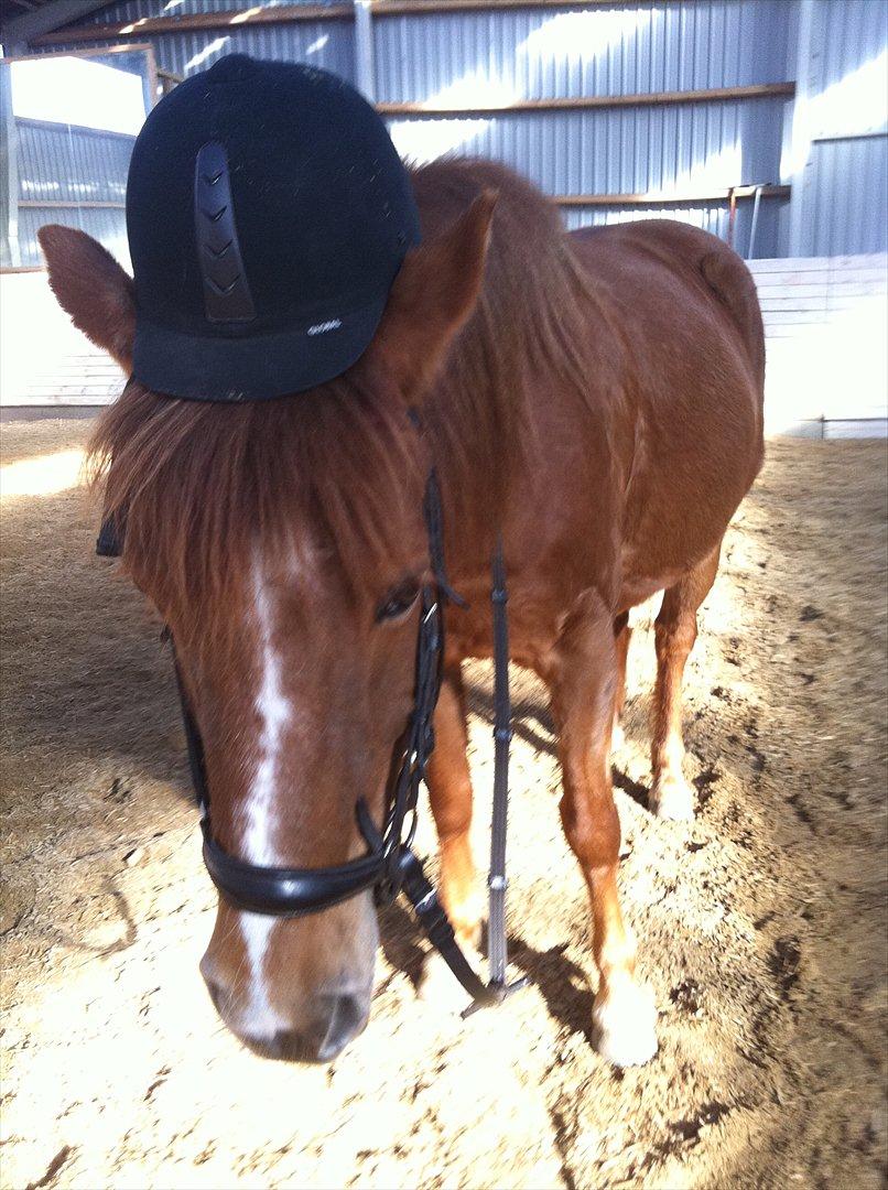 Anden særlig race Missy<3<3<3 - Missy med ridehjelm på !;-D billede 9