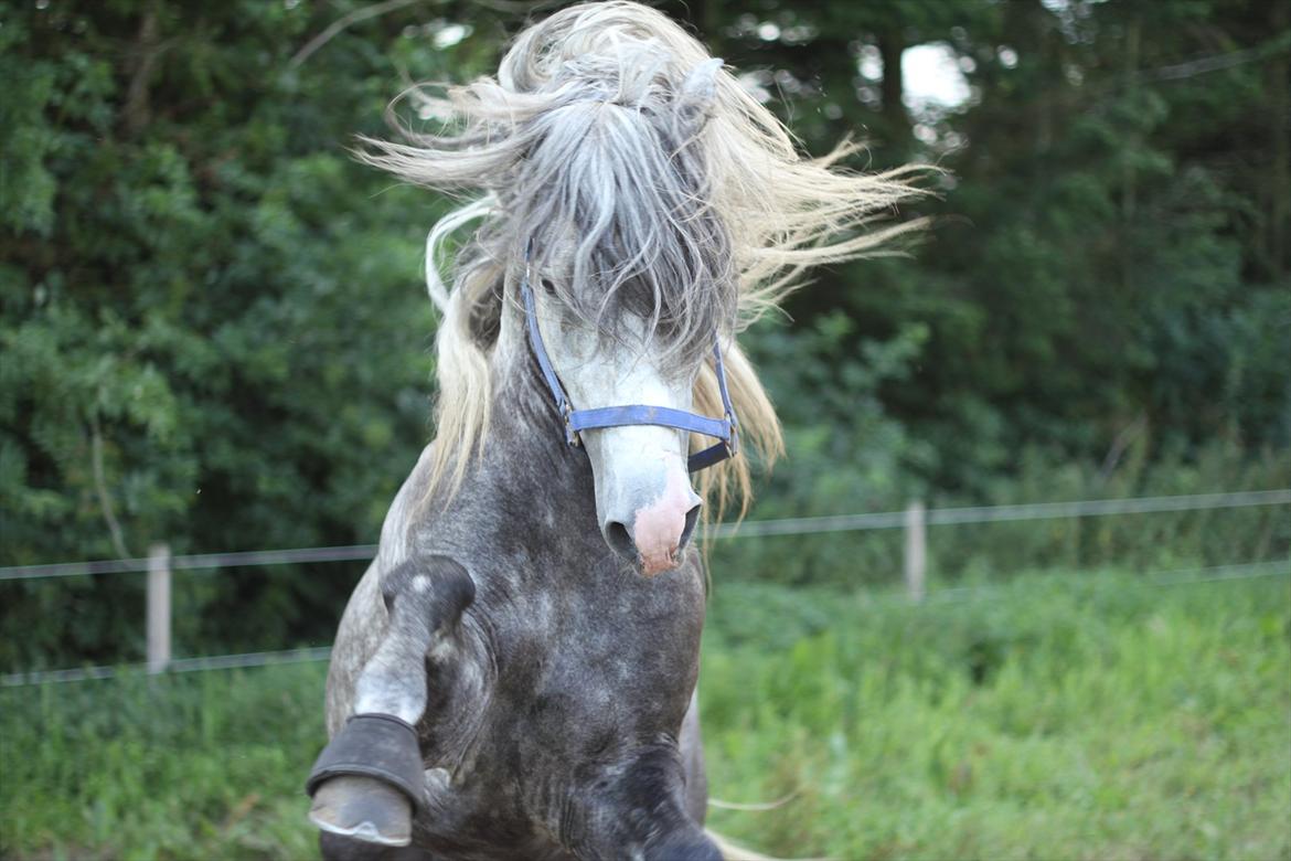 Lusitano Alcaçovas *barbie* billede 18