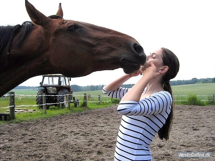 Dansk Varmblod Felicity bbh | Felle <3 - Nr . 15 <3 Foto: Anna Rydell :) 
Trick´s dyret - kysse :*  billede 15