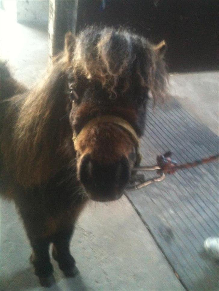 Shetlænder Annika. billede 1